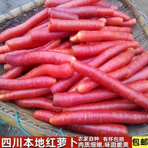 四川新鲜小红萝卜农家自种沙地迷你水果甜胡萝卜泡菜腌菜现挖包邮