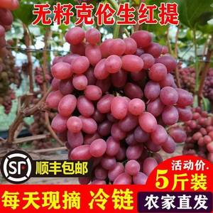 正宗特级新疆吐鲁番无籽克伦生葡萄当季新鲜现摘红提水果顺丰包邮