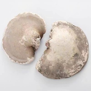 长白山野生白灵芝-淘宝拼多多热销长白山野生白灵芝货源