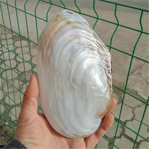 天然海螺贝壳 超大光泽双面珍珠贝蚌壳 地中海家居创意收藏摆件
