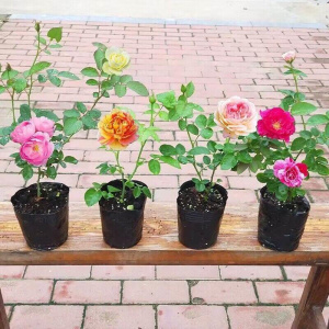 进口品种双生玫瑰花苗库伊拉月季盆栽夏季花卉月季老桩根四季开花