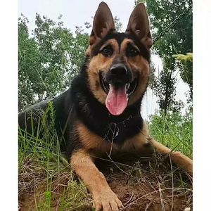 昆明犬幼犬活体短毛巨型昆明犬大型看家护院狼狗幼崽昆明狼犬小狗