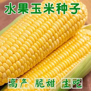 水果玉米玉米种子高产 品种春季大全新品甜糯大棒南方生吃