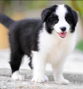 纯种边境牧羊犬幼犬活体德国德牧黑白红色陨石边牧幼犬宠物狗幼崽
