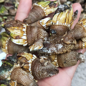 海鲜佛手螺鲜活大特大非即食鹅颈藤壶狗爪螺海鸡脚螺龟足贝鸡爪螺