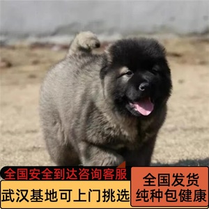 纯种俄罗斯高加索犬高加索幼犬巨型犬高加索护卫犬熊版高加索犬