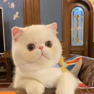 香港发货加菲猫幼崽大脸猫纯白波斯猫活体异国短毛猫包子脸宠物猫