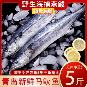 青岛燕鲅鱼新鲜海捕鲅鱼特大马鲛鱼冷冻生鲜整条鲅鱼水饺5斤净重