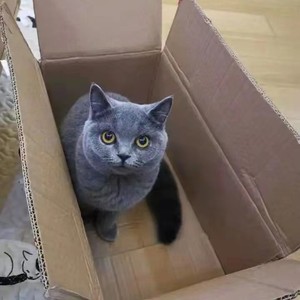 香港发货英短长毛高地蓝白蓝猫幼崽折耳矮脚曼基康猫活体宠物猫舍