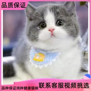 英短蓝白猫矮脚宠物猫美短猫金银渐层幼崽折耳纯白小猫幼猫咪活体
