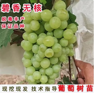 果树苗嫁接碧香无核葡萄树苗抗寒青提葡萄苗南方北方种植当年结果