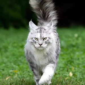 缅因猫幼猫宠物猫纯种俄罗斯猫咪活体烟灰棕银虎斑缅因巨型长毛猫