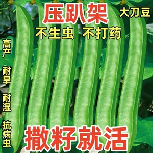 刀豆种子霸王大刀豆种籽巨型大豆角种籽四季高产抗病春季蔬菜种子