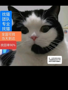 江苏–上海–浙江专业寻宠团队 专业找猫找狗 宠物寻找 宠物救援