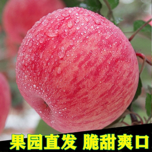 红富士儿童苹果