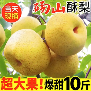 安徽正宗砀山酥梨10斤梨子新鲜水果应当季整箱包邮特产香梨脆雪梨