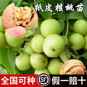 核桃苗8518嫁接苗特大薄皮核桃树苗南北方四季种植果树苗当年结果