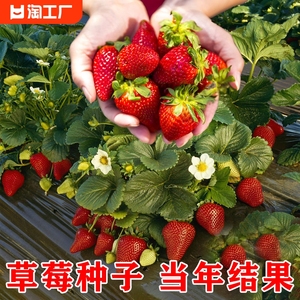 草莓种籽子四季播种四季草莓500粒