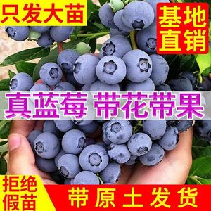 【带果大苗】蓝莓树苗花卉盆栽阳台庭院种植蓝莓树果苗南北方种植