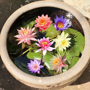 大睡莲水培根块植物浓香型观赏荷花带花带芽池塘鱼缸碗莲四季花卉