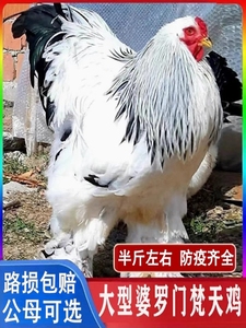 正宗纯种婆罗门鸡活苗大种鸡巨型梵天鸡半斤小鸡脱温苗观赏鸡活体