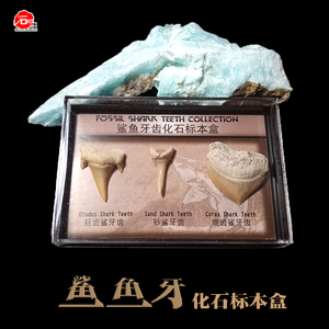 天然巨齿鲨耳齿乌鸦鲨鱼牙齿化石原石古生物动物植物标本儿童礼物