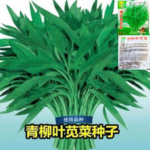 柳叶青苋菜红苋菜种子高产绿柳叶汉菜四季播盆栽农家大田蔬菜种子