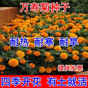 大花万寿菊花种子四季播种公园室外庭院阳台盆栽园林景观工程绿化