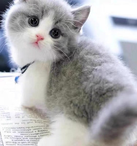 香港澳门发货英短长毛蓝白折耳猫幼崽矮脚英国短毛猫活体宠物蓝猫