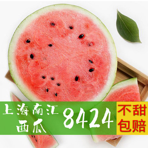 【1只装】上海南汇8424西瓜头茬瓜新鲜水果现摘薄皮多汁非麒麟瓜