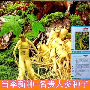 人参种子东北长白山野山参籽四季种植盆栽黄参土精多年生药材种子