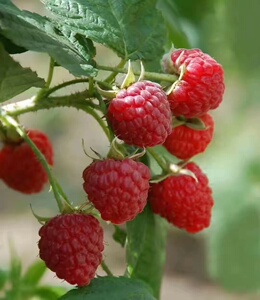 树莓苗当年可结果南北方种植树莓苗盆栽红树莓黄树莓黑树莓