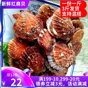 威海特产特大当天鲜活红扇贝超大新鲜带壳小栉孔扇贝海鲜水产贝类