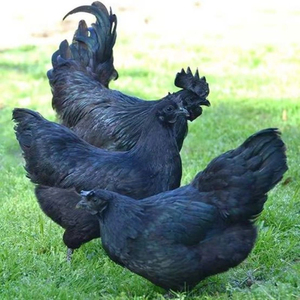 小鸡活苗纯种五黑鸡活苗脱温乌鸡活苗一斤乌骨鸡五黑鸡绿壳蛋鸡苗