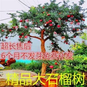 陕西临潼石榴树石榴树庭院果树树苗甜石榴树 当年室外结果大特大