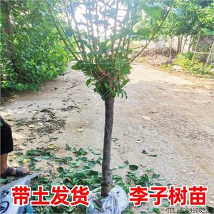 大李子树苗带土嫁接红黑布林李子苗南北方种植庭院果树西梅树树苗