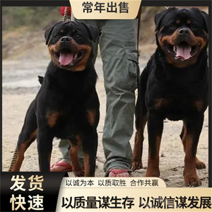 纯种罗威纳幼犬 大型护卫犬 警犬罗威纳活体 双血统德系罗威纳