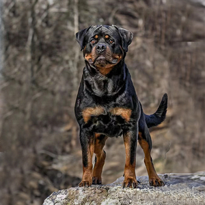 【CKU犬舍】成都纯种罗威纳幼犬护卫犬大型犬宠物活体狗狗杜宾犬