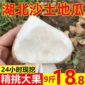 凉薯新鲜现挖白地瓜湖北农家沙葛当季特产孕妇水果蔬菜整箱10斤