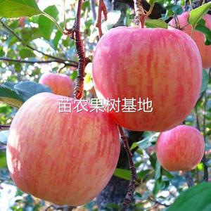 山东烟台栖霞红富士苹果苗矮化新条红苹果水晶红富士苹果树苗