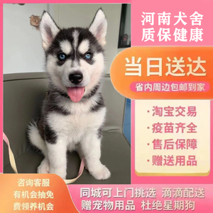 [河南直达]纯种哈士奇幼犬三把火蓝眼小中型二哈犬宠物狗活体