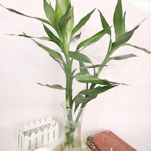 昆明粗根福富贵竹室内绿植大叶水d竹易养活水养植物花园装饰基地