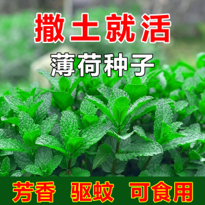 可食用薄荷种子留兰香柠檬苗猫薄荷四季播种室内阳台盆栽花种籽子