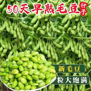 青食毛豆种籽早熟大荚毛豆种子高产四季青黄豆大豆春季蔬菜种子孑