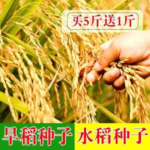 高产可留种直播旱稻种子 水稻种子 东北大米 糯米种子 糯谷 粘米