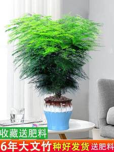大文竹绿植客厅大颗好养竹类室内盆栽植物不需要阳光适合放的轻奢