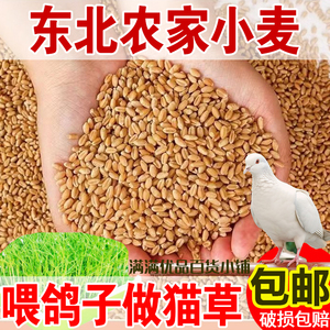 带皮小麦粒喂鸡鸭20斤磨面粉喂鸽子鸟食10斤麦子粒60斤酿酒猫草