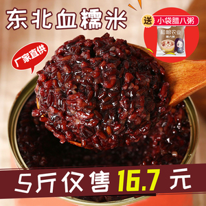 紫米血糯米新米正宗东北紫糯米包粽子饭团奶茶店专用黑糯米