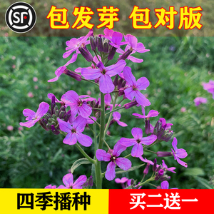 蓝香芥种子四季开花易种活的室内阳台绿植盆栽庭院花卉种子花籽