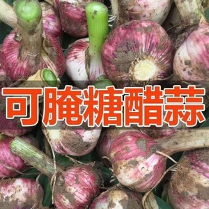 新鲜2024年云南紫皮大蒜新鲜现挖5-9斤湿蒜糖醋多瓣腊八蒜头整箱